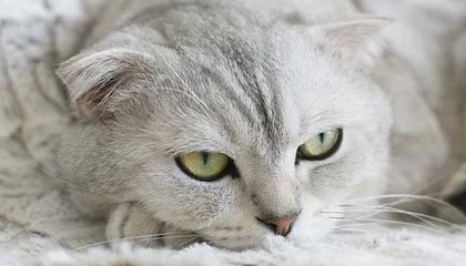 kaiyun开云·官方网站-NBA球队战术调整及应用，nba篮球战术